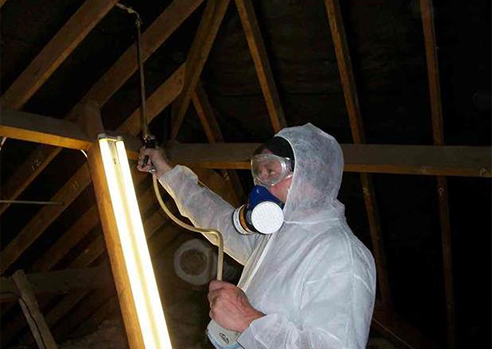 Woodworm service in Poole